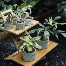 Chậu cây xi măng – Từ chất liệu thô đến nét tinh tế trong không gian hiện đại