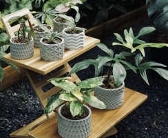 Chậu cây xi măng – Từ chất liệu thô đến nét tinh tế trong không gian hiện đại